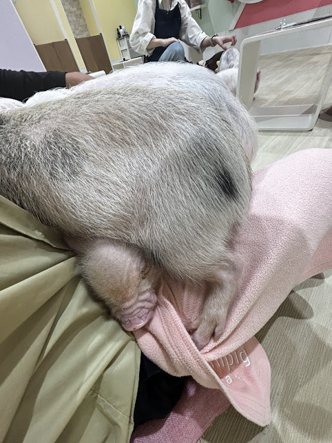 モラージュ豚