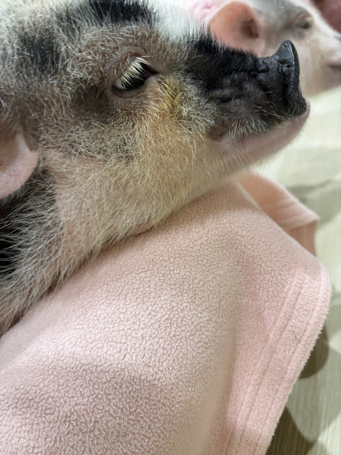 マイクロ豚mipig