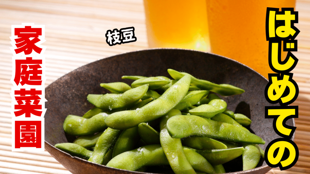 素人家庭菜園で枝豆を育てる