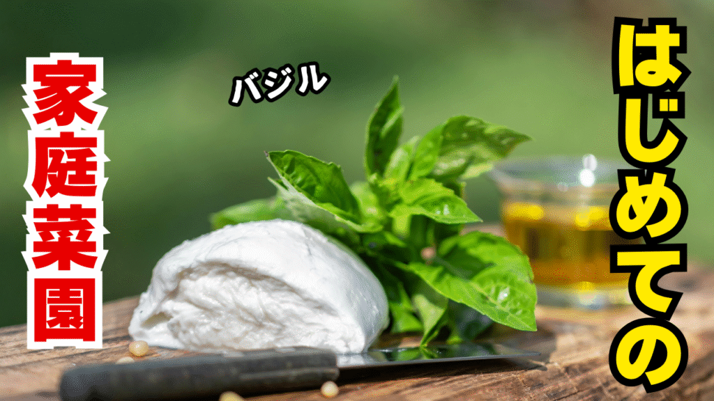 素人家庭菜園でバジルを育てる