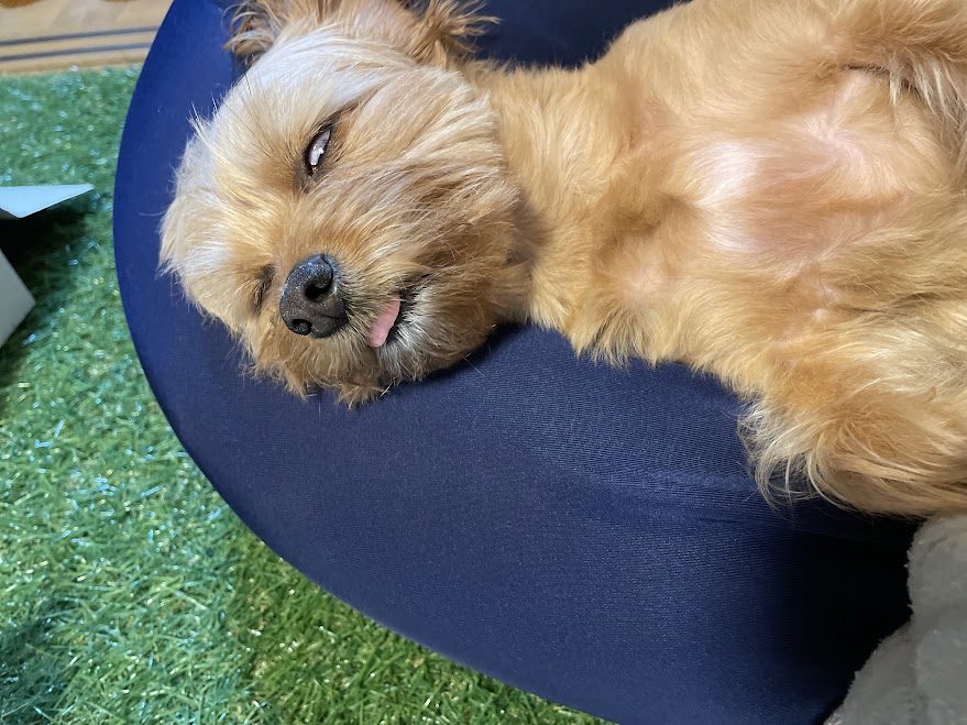 夢を見る犬の画像