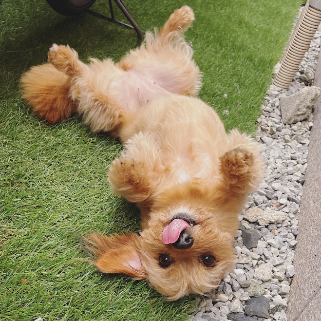 寝そべる犬の画像