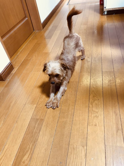 保護犬ひよりの画像