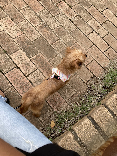 保護犬ひよりの画像