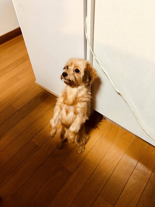 保護犬ひよりの画像