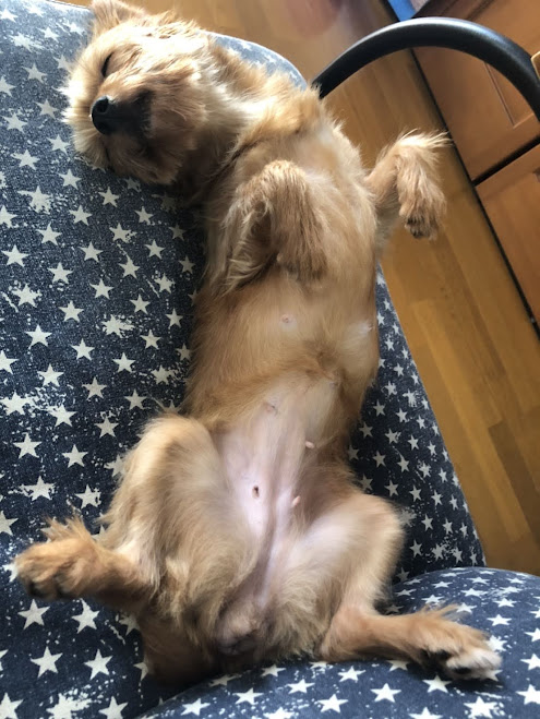 仰向けで寝る犬の画像