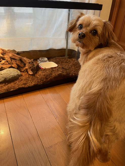 爬虫類と犬の画像