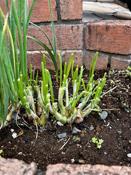 わけぎのカブの残し方の画像