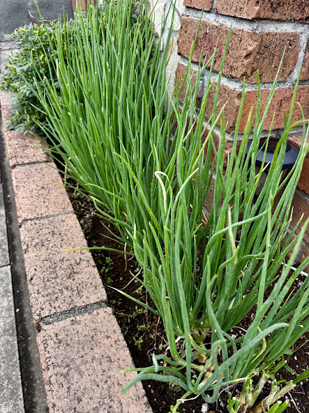 わけぎの家庭菜園の画像