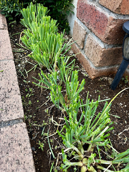 わけぎの収穫の仕方の画像