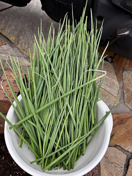 わけぎを収穫した画像