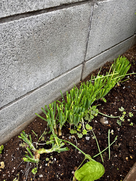 わけぎを収穫した画像