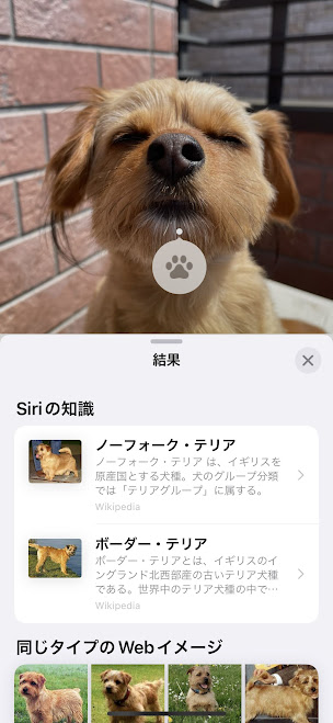 イヌの画像をググる