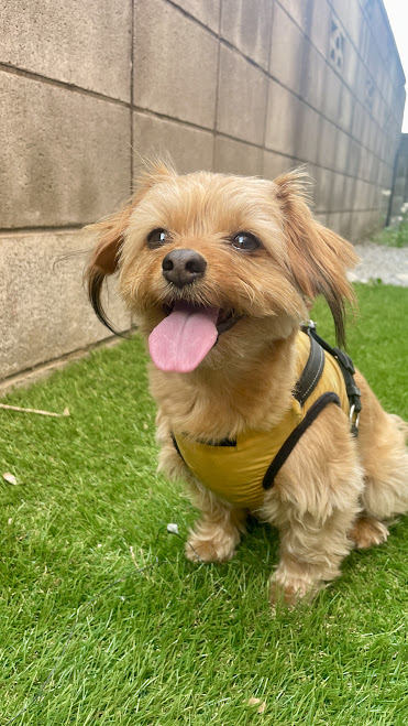 ドッグランのイヌの画像