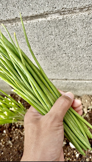 わけぎを収穫した画像