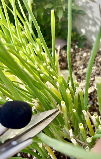 わけぎを収穫する画像