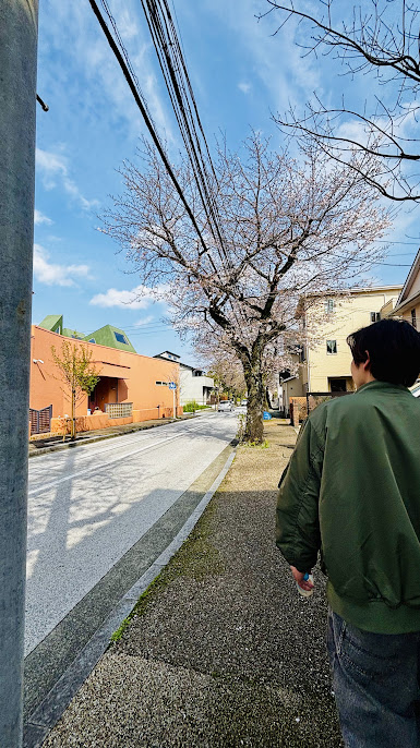 小田原の桜の画像