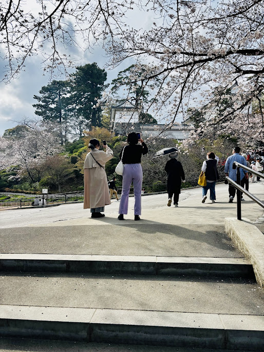 小田原城の桜の画像