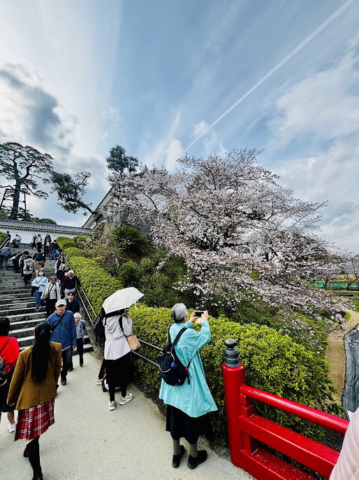 小田原城の桜の画像