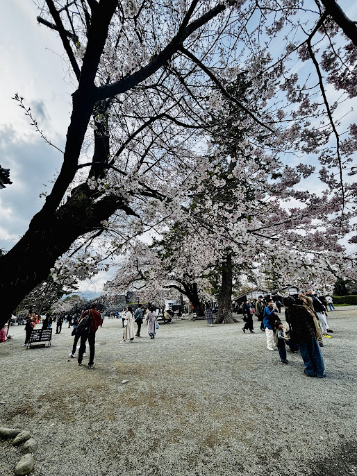 小田原城の桜の画像