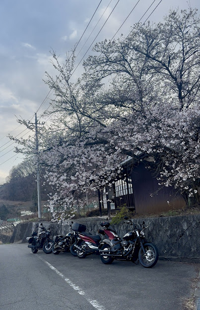 バイクと桜の画像